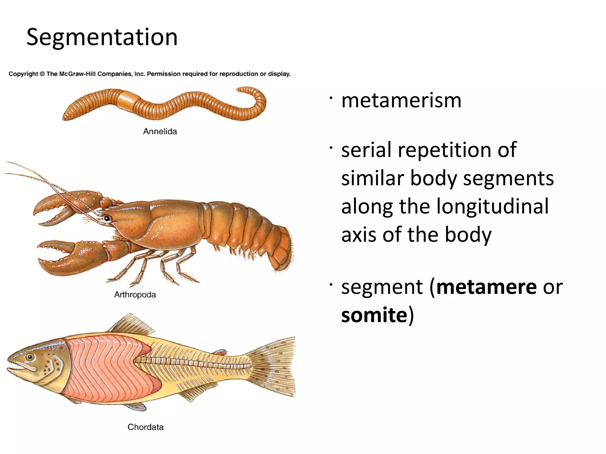 Segmentation

               •
                   metamerism
               •
                   serial repetition of
                   similar body segments
                   along the longitudinal
                   axis of the body
               •
                   segment (metamere or
                   somite)
 