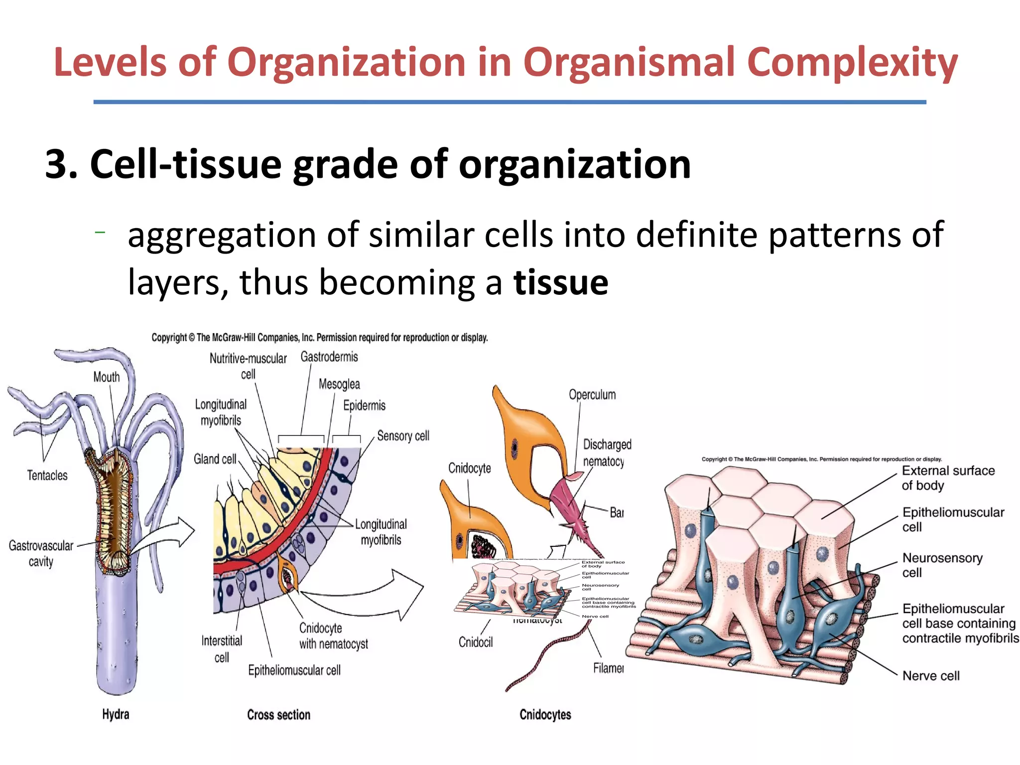 Levels of Organization in Organismal Complexity

3. Cell-tissue grade of organization
  –
      aggregation of similar cells into definite patterns of
      layers, thus becoming a tissue
 