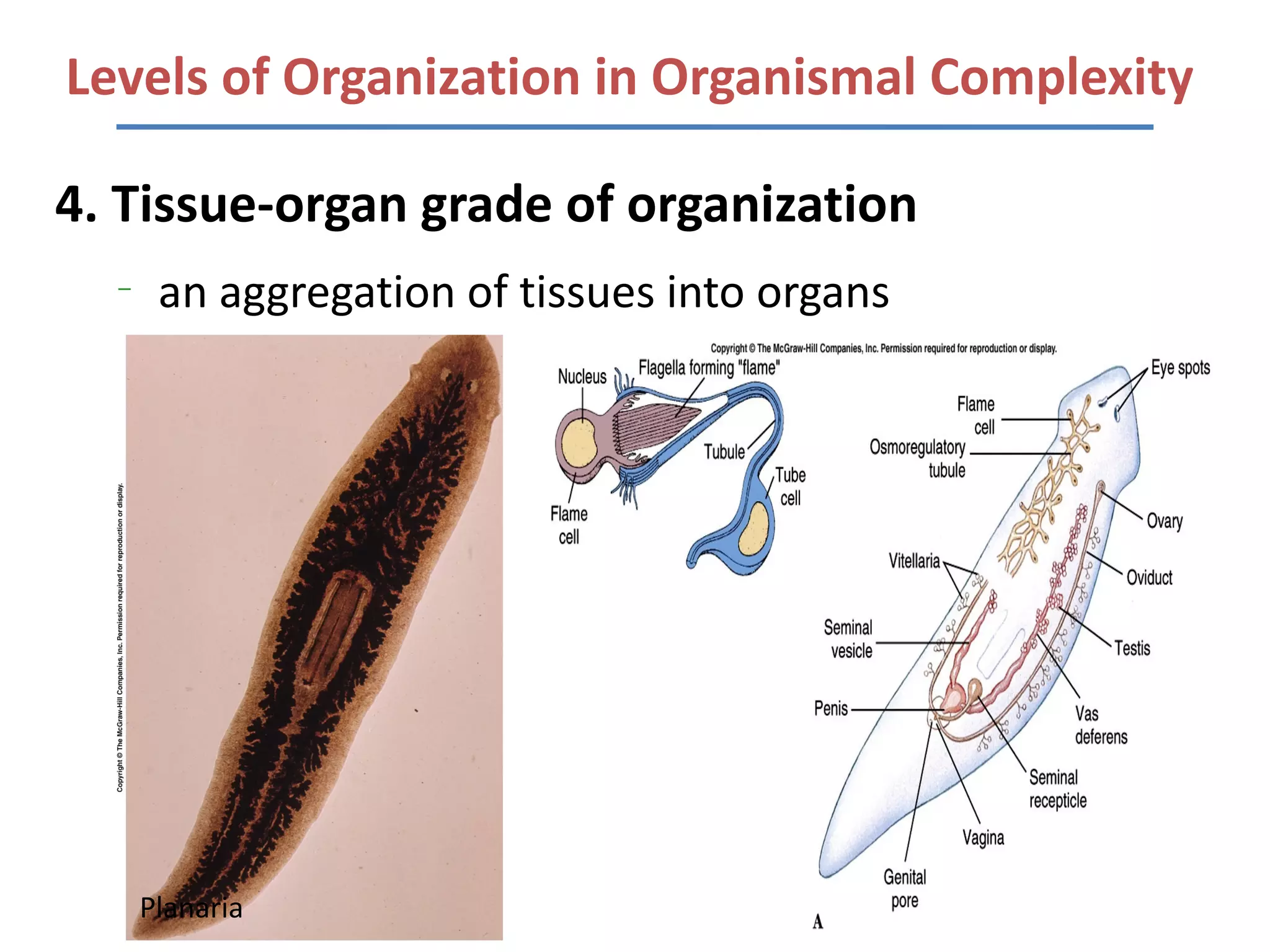 Levels of Organization in Organismal Complexity

4. Tissue-organ grade of organization
  –
       an aggregation of tissues into organs




      Planaria
 