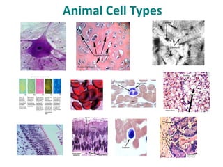 Animal Cell Types
 