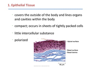 1. Epithelial Tissue

   •
       covers the outside of the body and lines organs
       and cavities within the body
   •
       compact; occurs in sheets of tightly packed cells
   •
       little intercellular substance
   •
       polarized
 