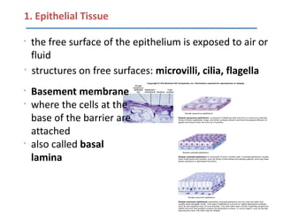 1. Epithelial Tissue

•
    the free surface of the epithelium is exposed to air or
    fluid
•
    structures on free surfaces: microvilli, cilia, flagella
•
    Basement membrane
•
    where the cells at the
    base of the barrier are
    attached
•
    also called basal
    lamina
 