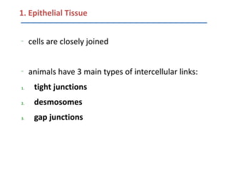 1. Epithelial Tissue

–
     cells are closely joined


–
     animals have 3 main types of intercellular links:
1.    tight junctions
2.    desmosomes
3.    gap junctions
 