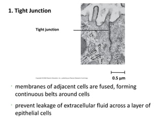 1. Tight Junction

             Tight junction




                                             0.5 µm
 •
     membranes of adjacent cells are fused, forming
     continuous belts around cells
 •
     prevent leakage of extracellular fluid across a layer of
     epithelial cells
 