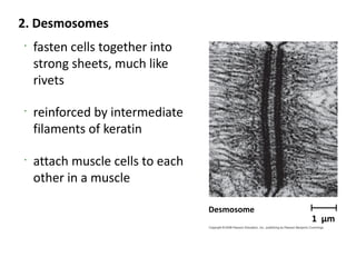 2. Desmosomes
•
    fasten cells together into
    strong sheets, much like
    rivets

•
    reinforced by intermediate
    filaments of keratin

•
    attach muscle cells to each
    other in a muscle

                                  Desmosome
                                              1 µm
 