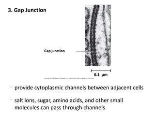 3. Gap Junction




                 Gap junction




                                      0.1 µm

 •
     provide cytoplasmic channels between adjacent cells
 •
     salt ions, sugar, amino acids, and other small
     molecules can pass through channels
 