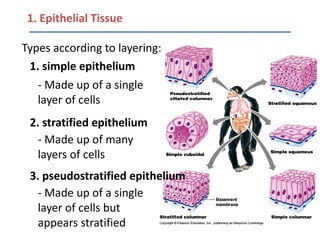 1. Epithelial Tissue

Types according to layering:
 1. simple epithelium
   - Made up of a single
   layer of cells
 2. stratified epithelium
   - Made up of many
   layers of cells
 3. pseudostratified epithelium
   - Made up of a single
   layer of cells but
   appears stratified
 