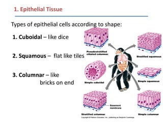 1. Epithelial Tissue

Types of epithelial cells according to shape:

1. Cuboidal – like dice

2. Squamous – flat like tiles


3. Columnar – like
         bricks on end
 