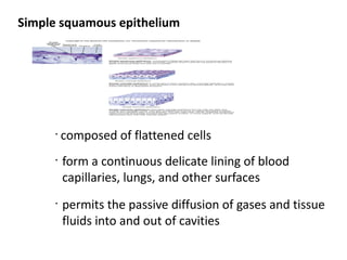 Simple squamous epithelium




      •
          composed of flattened cells
      •
          form a continuous delicate lining of blood
          capillaries, lungs, and other surfaces
      •
          permits the passive diffusion of gases and tissue
          fluids into and out of cavities
 