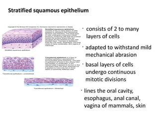 Stratified squamous epithelium

                               •
                                   consists of 2 to many
                                   layers of cells
                               •
                                   adapted to withstand mild
                                   mechanical abrasion
                               •
                                   basal layers of cells
                                   undergo continuous
                                   mitotic divisions
                           •
                                   lines the oral cavity,
                                   esophagus, anal canal,
                                   vagina of mammals, skin
 