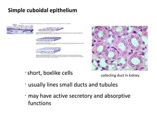 Simple cuboidal epithelium




      •
          short, boxlike cells          collecting duct in kidney

      •
          usually lines small ducts and tubules
      •
          may have active secretory and absorptive
          functions
 