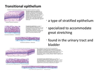 Transitional epithelium


                          •
                              a type of stratified epithelium
                          •
                              specialized to accommodate
                              great stretching
                          •
                              found in the urinary tract and
                              bladder
 