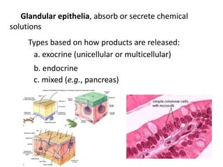 Glandular epithelia, absorb or secrete chemical
solutions
     Types based on how products are released:
      a. exocrine (unicellular or multicellular)
      b. endocrine
      c. mixed (e.g., pancreas)
 