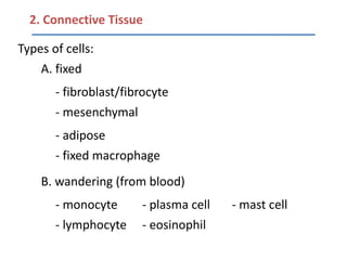 2. Connective Tissue

Types of cells:
    A. fixed
       - fibroblast/fibrocyte
       - mesenchymal
       - adipose
       - fixed macrophage
    B. wandering (from blood)
       - monocyte      - plasma cell   - mast cell
       - lymphocyte    - eosinophil
 