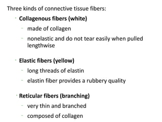Three kinds of connective tissue fibers:
   •
       Collagenous fibers (white)
       –
           made of collagen
       –
           nonelastic and do not tear easily when pulled
           lengthwise

   •
       Elastic fibers (yellow)
       –
           long threads of elastin
       –
           elastin fiber provides a rubbery quality

   •
       Reticular fibers (branching)
       –
           very thin and branched
       –
           composed of collagen
 
