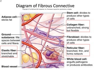 37

     Diagram of Fibrous Connective
                 Tissue
 