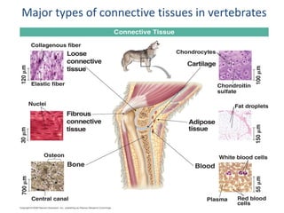 Major types of connective tissues in vertebrates
 