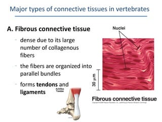 Major types of connective tissues in vertebrates

A. Fibrous connective tissue
  –
      dense due to its large
      number of collagenous
      fibers
  –
      the fibers are organized into
      parallel bundles
  –
      forms tendons and
      ligaments
 