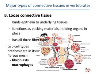 Major types of connective tissues in vertebrates

B. Loose connective tissue
     –
         binds epithelia to underlying tissues
     –
         functions as packing materials, holding organs in
         place
     –
         has all three fiber types
•
    two cell types
    predominate in its
    fibrous mesh
      - fibroblasts
      - macrophages
 