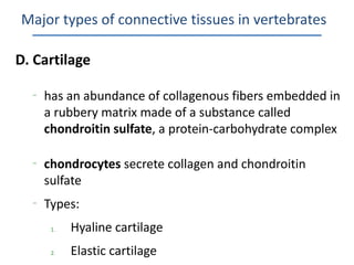 Major types of connective tissues in vertebrates

D. Cartilage

  –
      has an abundance of collagenous fibers embedded in
      a rubbery matrix made of a substance called
      chondroitin sulfate, a protein-carbohydrate complex

  –
      chondrocytes secrete collagen and chondroitin
      sulfate
  –
      Types:
       1.   Hyaline cartilage
       2.   Elastic cartilage
 