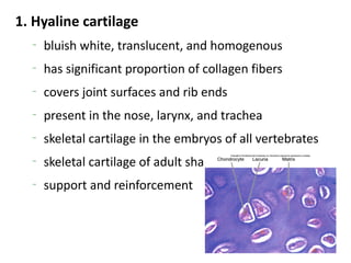 1. Hyaline cartilage
  –
      bluish white, translucent, and homogenous
  –
      has significant proportion of collagen fibers
  –
      covers joint surfaces and rib ends
  –
      present in the nose, larynx, and trachea
  –
      skeletal cartilage in the embryos of all vertebrates
  –
      skeletal cartilage of adult sharks and rays
  –
      support and reinforcement
 