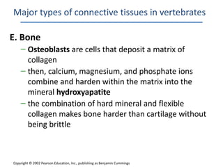 Major types of connective tissues in vertebrates

E. Bone
    – Osteoblasts are cells that deposit a matrix of
      collagen
    – then, calcium, magnesium, and phosphate ions
      combine and harden within the matrix into the
      mineral hydroxyapatite
    – the combination of hard mineral and flexible
      collagen makes bone harder than cartilage without
      being brittle



Copyright © 2002 Pearson Education, Inc., publishing as Benjamin Cummings
 