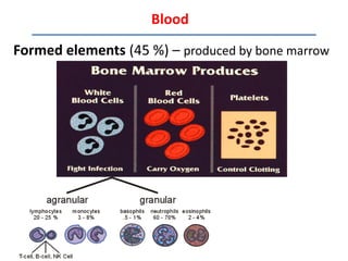 Blood

Formed elements (45 %) – produced by bone marrow
 