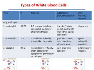 Types of White Blood Cells
Type             %       Nucleus                      Cytoplasmic           Other
                                                      granule/cytoplasm     features/
                                                                            functions
A. granulocyte
1. neutrophil    60-75   2-5 or more thin lobes,      fine; don’t stain     phagocytic
                         connected by slender         well at neutral pH
                         chromatic threads            with either acid or
                                                      basic stain
2. eosinophil    2-5     2 oval lobes linked by       granules, coarse;     against
                         thread-like chromatin        stain pinkish red     helminthic
                                                      with acid stain       infections
3. basophil      0.5-2   nuclei stain very faintly,   stain blue with       inflammatory
                         often obscured by            basic dye             reaction
                         cytoplasmic granules; U
                         or J-shaped
 