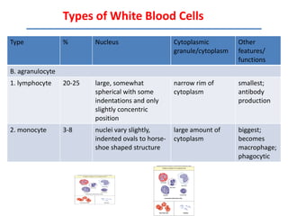 Types of White Blood Cells
Type              %       Nucleus                    Cytoplasmic         Other
                                                     granule/cytoplasm   features/
                                                                         functions
B. agranulocyte
1. lymphocyte     20-25   large, somewhat            narrow rim of       smallest;
                          spherical with some        cytoplasm           antibody
                          indentations and only                          production
                          slightly concentric
                          position
2. monocyte       3-8     nuclei vary slightly,      large amount of     biggest;
                          indented ovals to horse-   cytoplasm           becomes
                          shoe shaped structure                          macrophage;
                                                                         phagocytic
 