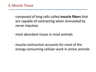 3. Muscle Tissue

   •
       composed of long cells called muscle fibers that
       are capable of contracting when stimulated by
       nerve impulses

   •
       most abundant tissue in most animals

   •
       muscle contraction accounts for most of the
       energy-consuming cellular work in active animals
 