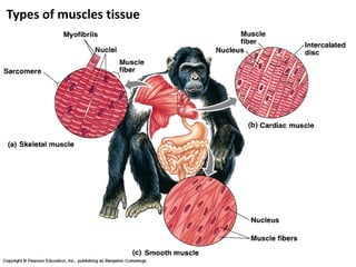 Types of muscles tissue
 