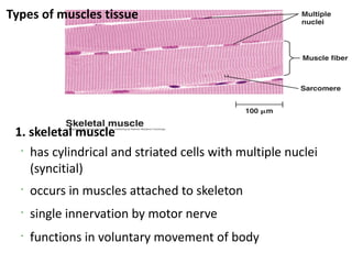 Types of muscles tissue




 1. skeletal muscle
  •
    has cylindrical and striated cells with multiple nuclei
    (syncitial)
  •
      occurs in muscles attached to skeleton
  •
      single innervation by motor nerve
  •
      functions in voluntary movement of body
 