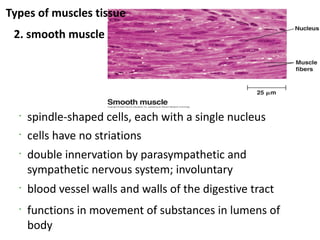 Types of muscles tissue
 2. smooth muscle




  •
      spindle-shaped cells, each with a single nucleus
  •
      cells have no striations
  •
      double innervation by parasympathetic and
      sympathetic nervous system; involuntary
  •
      blood vessel walls and walls of the digestive tract
  •
      functions in movement of substances in lumens of
      body
 