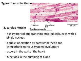 Types of muscles tissue




 3. cardiac muscle
  •
      has cylindrical but branching striated cells, each with a
      single nucleus
  •
      double innervation by parasympathetic and
      sympathetic nervous system; involuntary
  •
      occurs in the wall of the heart
  •
      functions in the pumping of blood
 