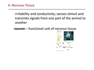 4. Nervous Tissue

   •
       irritability and conductivity; senses stimuli and
       transmits signals from one part of the animal to
       another
   •
       neuron – functional unit of nervous tissue
 
