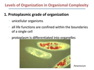 Levels of Organization in Organismal Complexity

1. Protoplasmic grade of organization
  –
      unicellular organisms
  –
      all life functions are confined within the boundaries
      of a single cell
  –
      protoplasm is differentiated into organelles




                                                 Paramecium
 