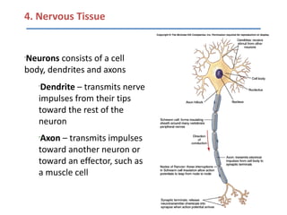 4. Nervous Tissue


Neurons consists of a cell
•


body, dendrites and axons
    •
     Dendrite – transmits nerve
    impulses from their tips
    toward the rest of the
    neuron
    Axon – transmits impulses
    •


    toward another neuron or
    toward an effector, such as
    a muscle cell
 