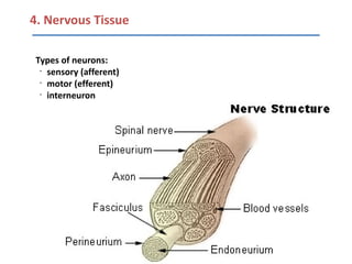 4. Nervous Tissue

Types of neurons:
 •
   sensory (afferent)
 •
   motor (efferent)
 •
   interneuron
 