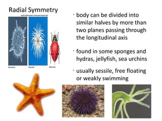 Radial Symmetry   •
                      body can be divided into
                      similar halves by more than
                      two planes passing through
                      the longitudinal axis
                  •
                      found in some sponges and
                      hydras, jellyfish, sea urchins
                  •
                      usually sessile, free floating
                      or weakly swimming
 