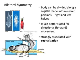 Bilateral Symmetry   •
                         body can be divided along a
                         sagittal plane into mirrored
                         portions – right and left
                         halves
                     •
                         much better suited for
                         directional (forward)
                         movement
                     •
                         strongly associated with
                         cephalization
 