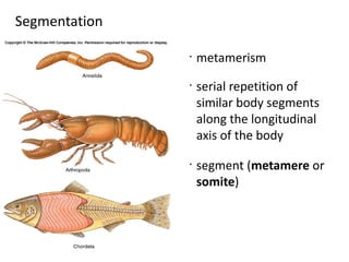 Segmentation

               •
                   metamerism
               •
                   serial repetition of
                   similar body segments
                   along the longitudinal
                   axis of the body
               •
                   segment (metamere or
                   somite)
 