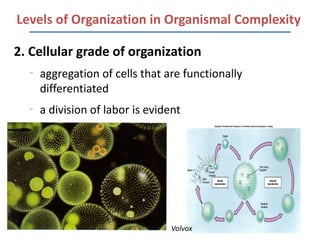 Levels of Organization in Organismal Complexity

2. Cellular grade of organization
  –
      aggregation of cells that are functionally
      differentiated
  –
      a division of labor is evident




                                  Volvox
 