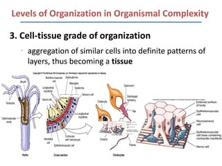 Levels of Organization in Organismal Complexity

3. Cell-tissue grade of organization
  –
      aggregation of similar cells into definite patterns of
      layers, thus becoming a tissue
 