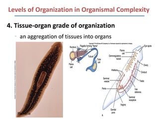 Levels of Organization in Organismal Complexity

4. Tissue-organ grade of organization
  –
       an aggregation of tissues into organs




      Planaria
 