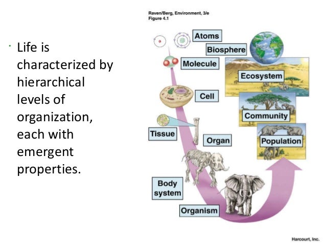 Lecture 1 Animal Cell Types And Tissues