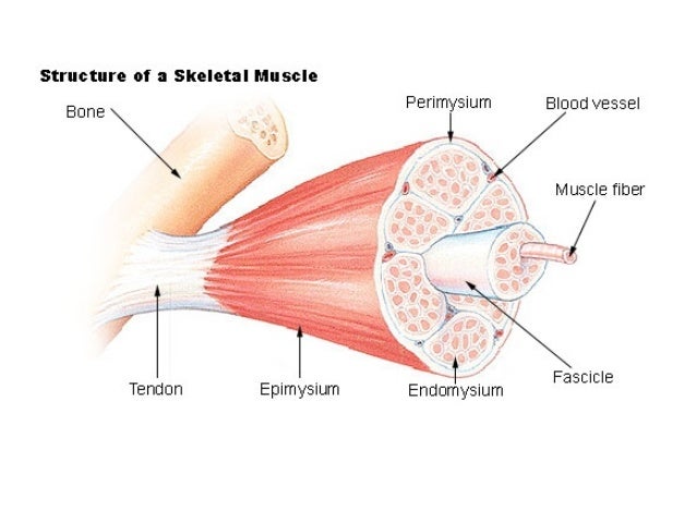 Lecture 1 Animal Cell Types And Tissues
