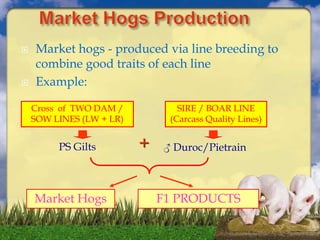  Market hogs - produced via line breeding to
combine good traits of each line
 Example:
PS Gilts ♂ Duroc/Pietrain+
Market Hogs F1 PRODUCTS
Cross of TWO DAM /
SOW LINES (LW + LR)
SIRE / BOAR LINE
(Carcass Quality Lines)
 