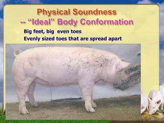 20
 Big feet, big even toes
 Evenly sized toes that are spread apart
 