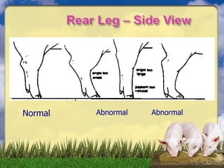 22
Normal Abnormal Abnormal
Abnormal
 