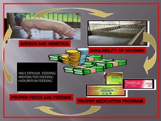 PROPER MEDICATION PROGRAM
PROPER FEEDS AND FEEDING
BREEDS AND GENETICS
AVAILABILITY OF HOUSING
•MULTIPHASE FEEDING
•RESTRICTED FEEDING
•ADLIBITUM FEEDING
 